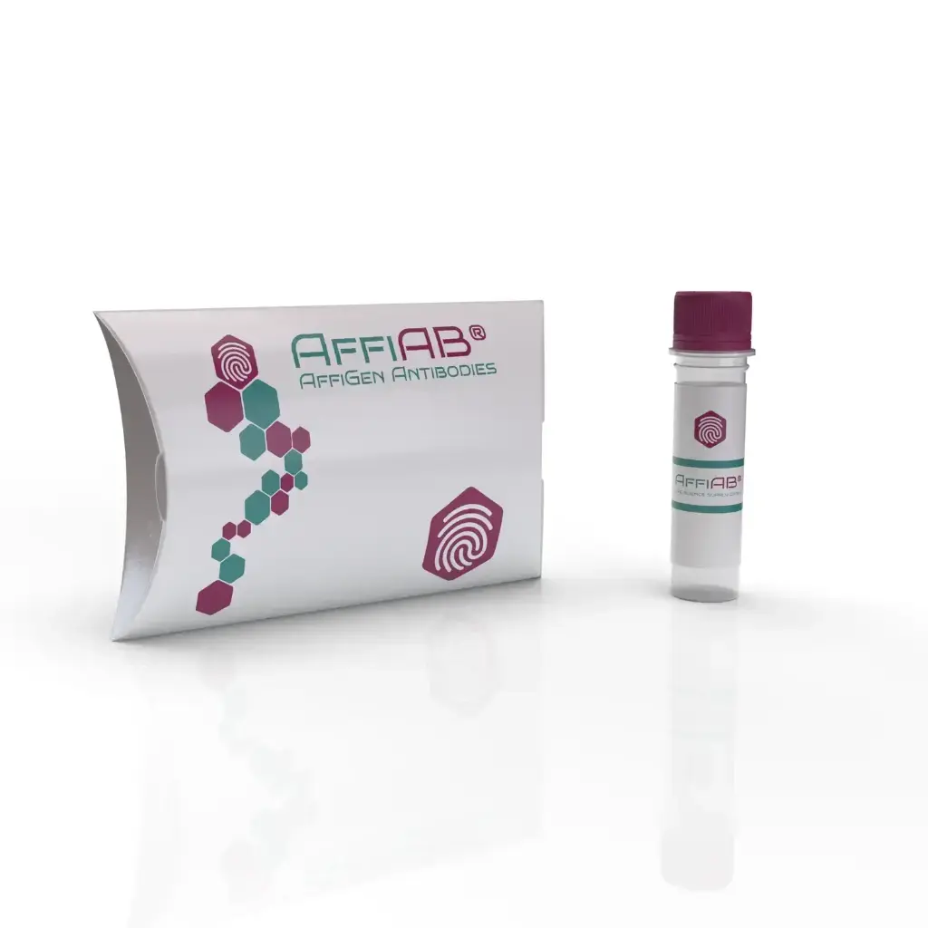 MAPK12 Antibody - 100µg