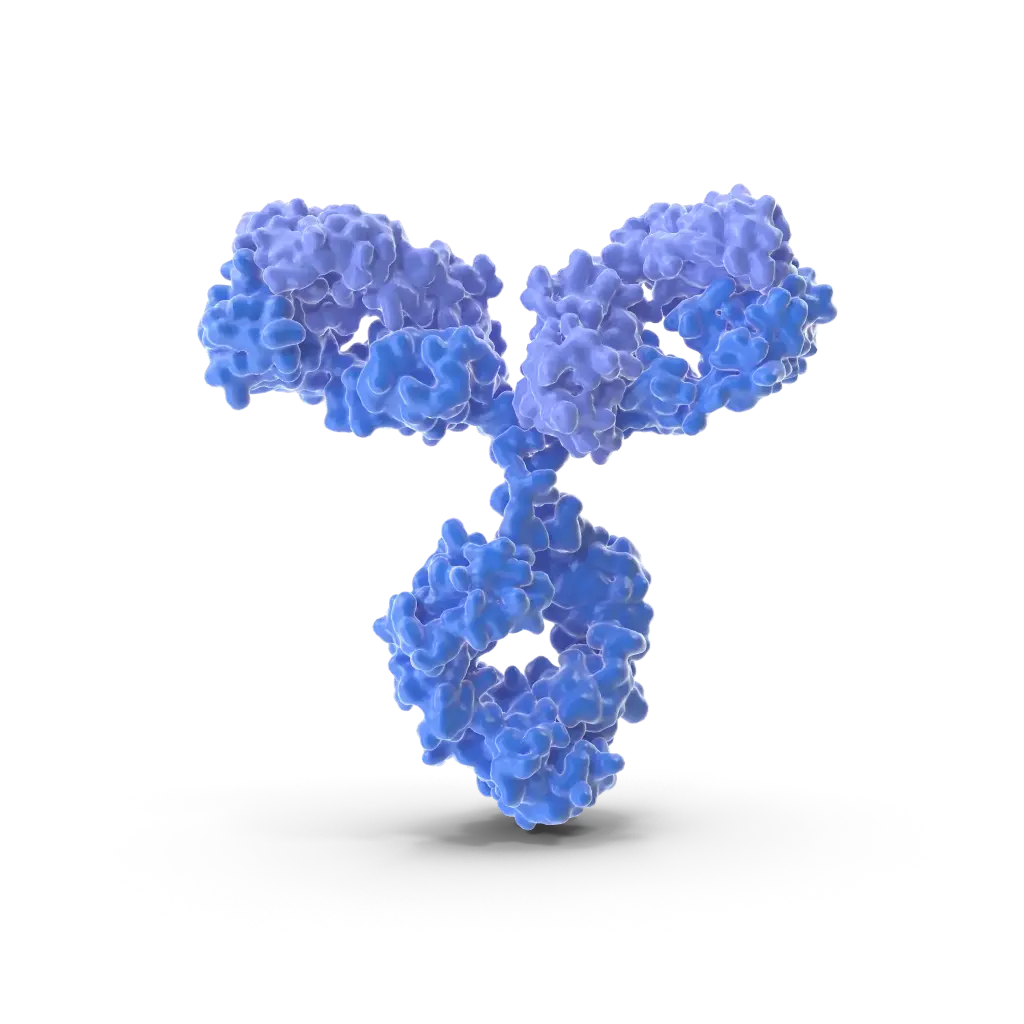 Brm Antibody - 100µg