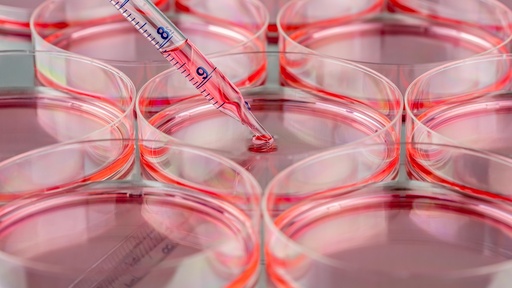 [SK-25CELL-103] Rat Primary Dendritic Cells